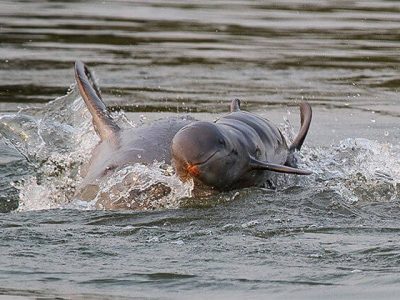 irrawaddy Mekong Dophins, Cambodia Packages