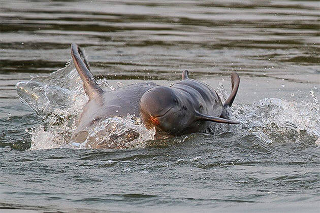 irrawaddy Mekong Dophins, Cambodia Packages 