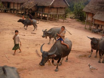 children rding buffalo in Ratannakiri, Travel in Cabodia