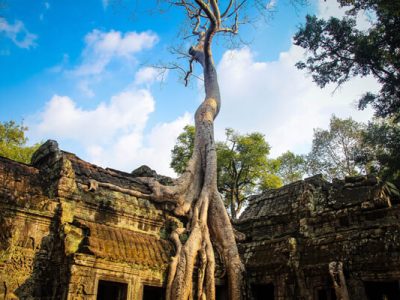 Old banyan tree, Cambodia trip