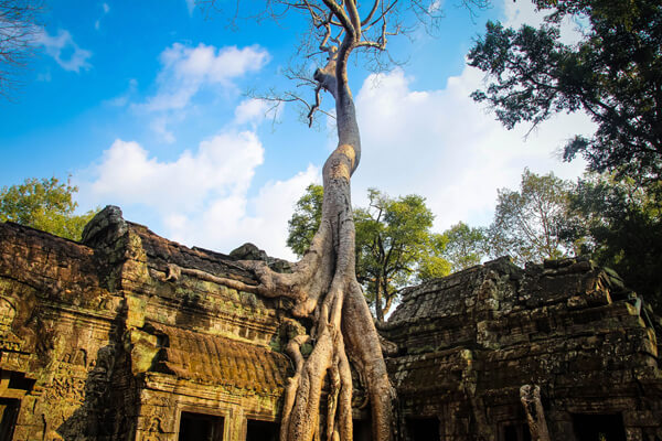Old banyan tree, Cambodia trip