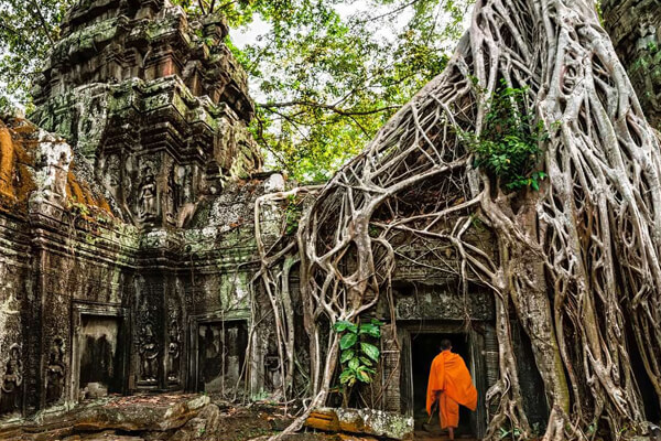 Ta Prohm temples, Trips in Cambodia 