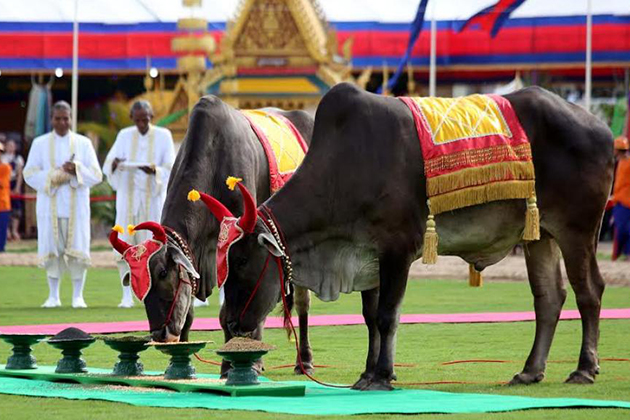 Royal Plowing Ceremony - Pithi Chrat Preah Neanng Korl