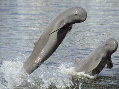 Irrawaddy Dolphins, Go Cambodia trip