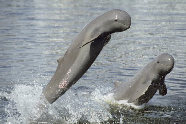 Irrawaddy Dolphins, Go Cambodia trip