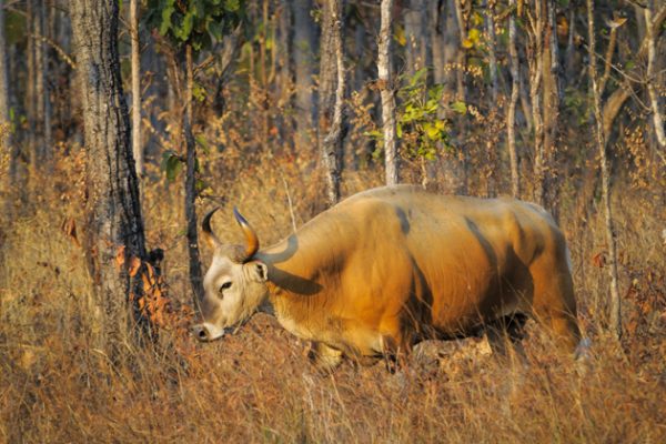 Get Close To The Wildlife In Mondulkiri Cambodia Tours