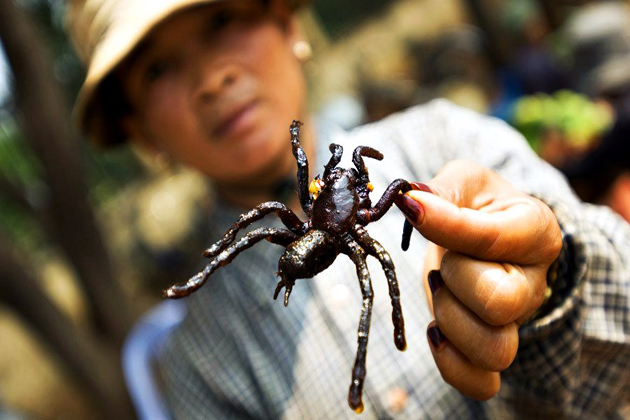 enjoy fried tarantula black spider in cambodia