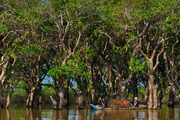 tonle sap lake ecosystem