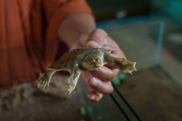 Mekong Turtle Conservation centre, Cambodia Adventure trips