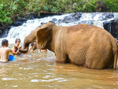 Washing elephant, Cambodia trips