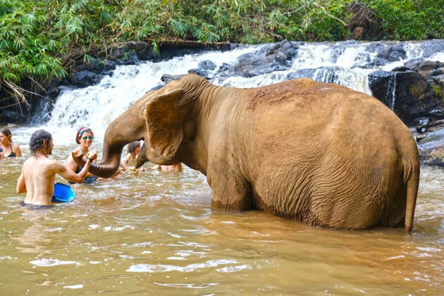 Washing elephant, Cambodia trips