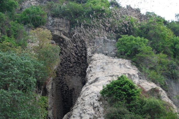 bat cave battambang, Tours in Cambodia