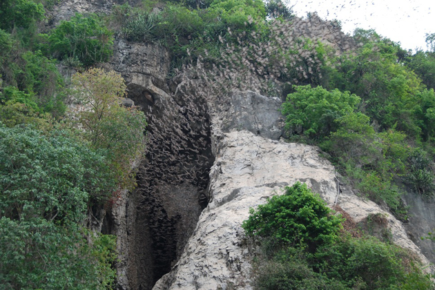 bat cave battambang