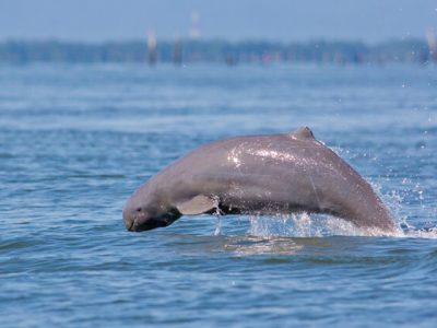 Dolphin watch, Adventure tours in Cambodia