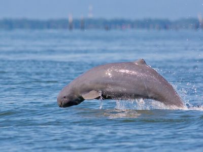 Dolphin watch, Adventure tours in Cambodia