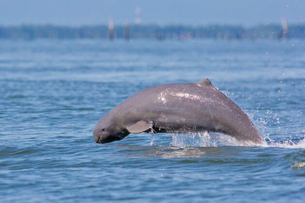 Dolphin watch, Cambodia tours