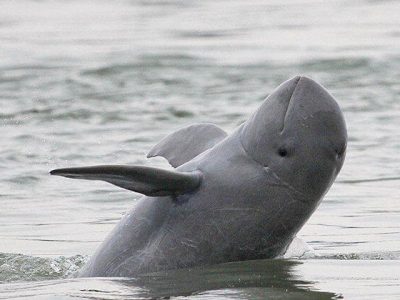 irrawaddy dolphin, Tour Adventure in Cambodia