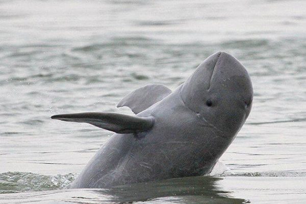 irrawaddy dolphin, Tour Adventure in Cambodia