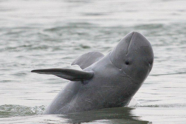 irrawaddy dolphin, Tour Adventure in Cambodia 