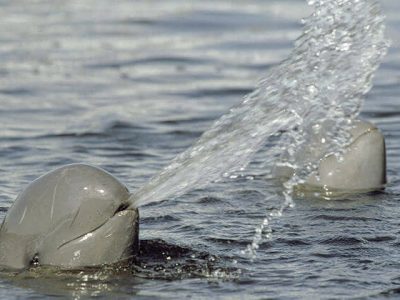 Irrawaddy dolphins, Cambodia vacation packages