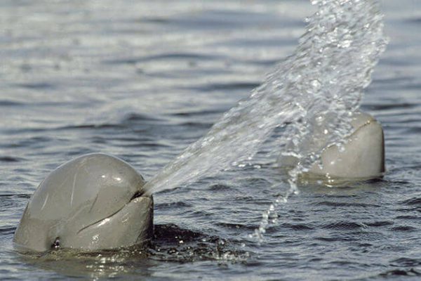 Irrawaddy dolphins, Cambodia vacation packages