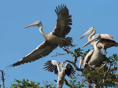 Prek Toal Bird Sanctuary cambodia cuisine tour