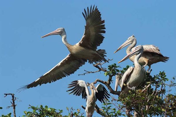 Prek Toal Bird Sanctuary cambodia cuisine tour