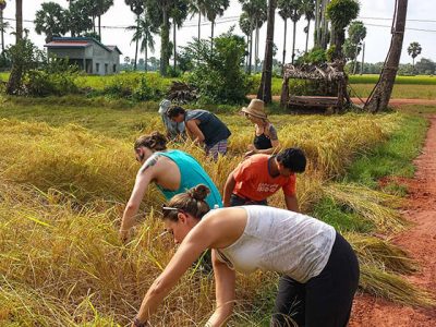 rice planting in Cambodia family vacation