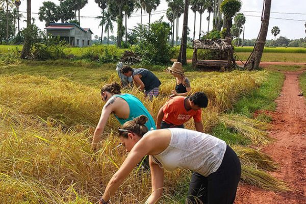 rice planting in Cambodia family vacation