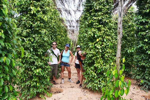 Kampot Pepper, Adventure Cambodia travel vacation