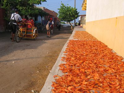Shrimp drying on the road, Cambodia vacation