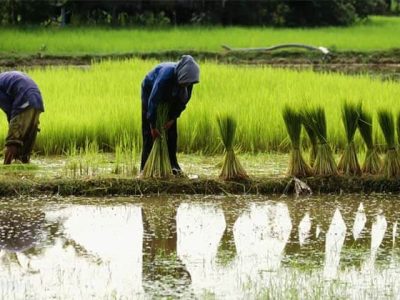 become khmer farmers, Honeymoon tours to Cambodia