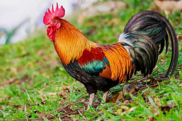 Rooster from Zodiac sign in Cambodia