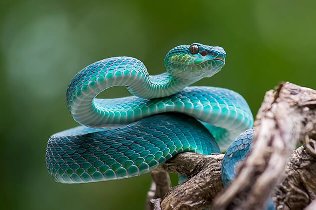 Snake one of the animal in Cambodia Zodiac