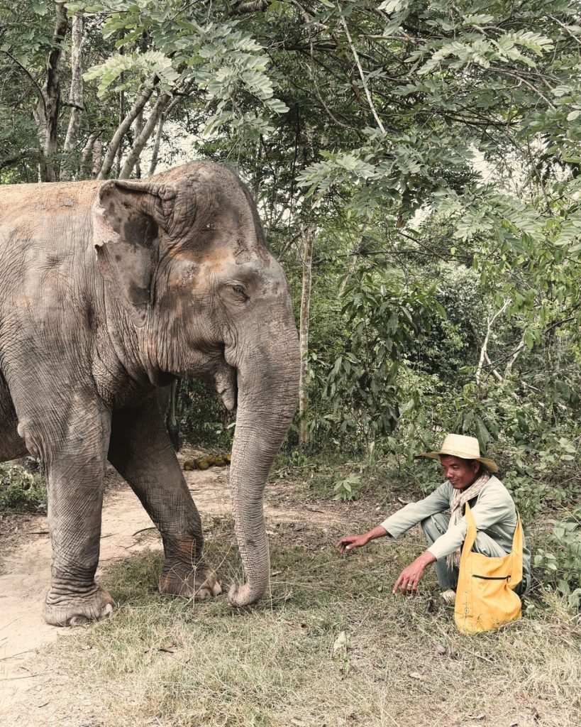 elephant forest - cambodia tour packages