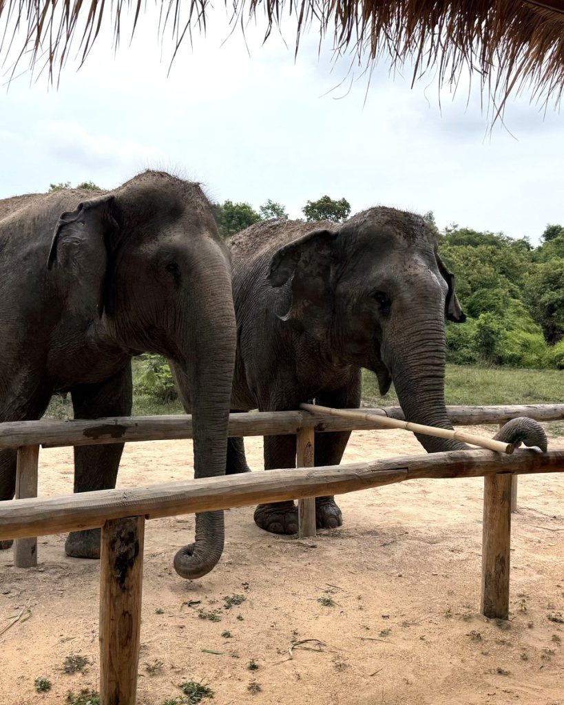 visit elephant in cambodia tours
