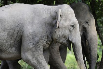 Cambodia cultural and nature tour