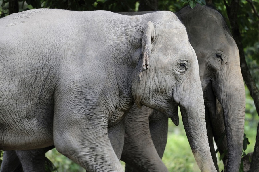 Cambodia cultural and nature tour Cambodia cultural and nature tour